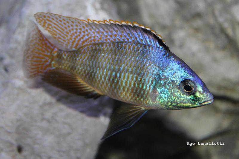 Protomelas sp. 'johnstoni solo'